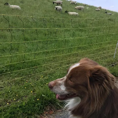 Deichapfel Im Alten Land * Jork